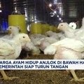Video: Harga Ayam Hidup di Peternak Anjlok, Pemerintah Turun Tangan