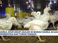 Video: Harga Ayam Hidup di Peternak Anjlok, Pemerintah Turun Tangan