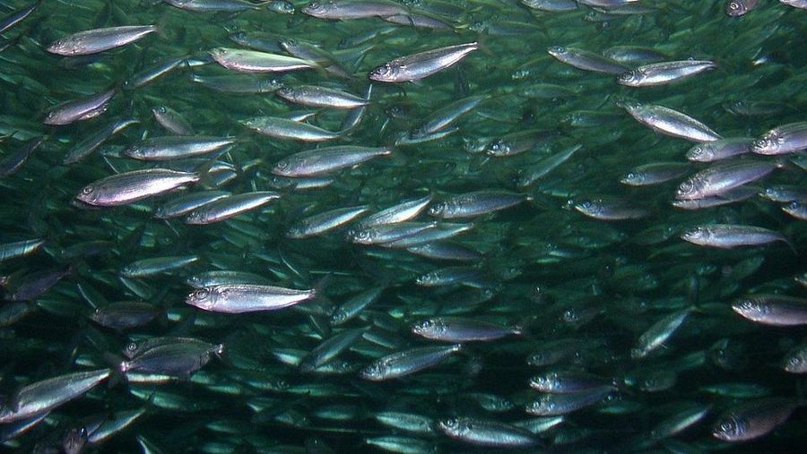 Ilustrasi kerumunan ikan. (Dok. Pixabay)