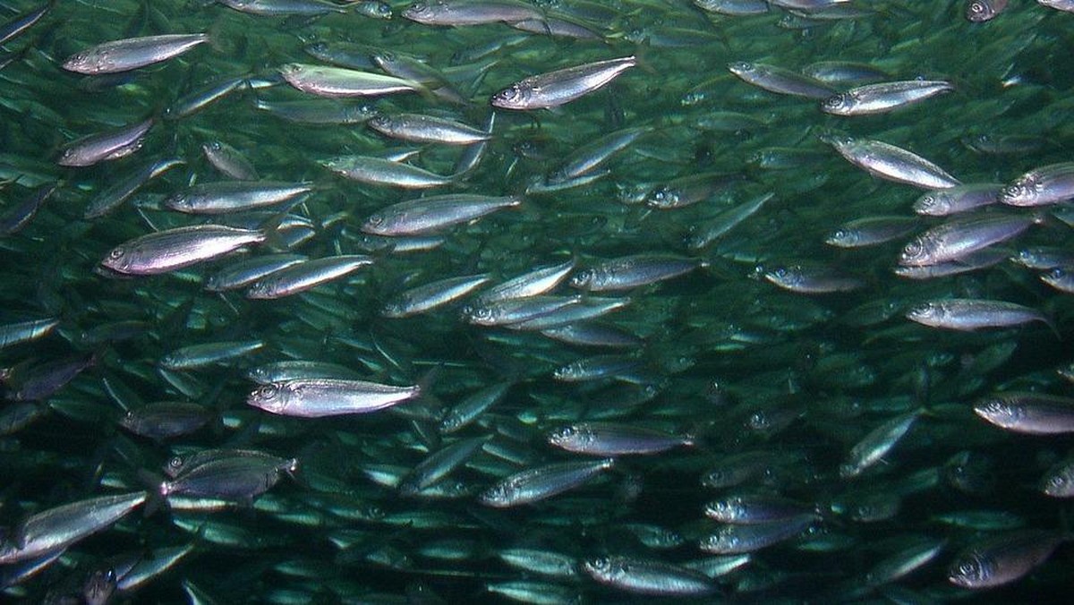 Ekspor Ikan RI Tembus Rp100 Triliun, Udang-Kepiting Jadi Buruan Dunia