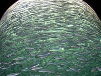 Pembantaian Besar, 10 Juta Ikan Dibabat Habis dalam Hitungan Jam