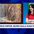 Video: Kalah Harga Dengan Impor, Produksi Petani Gula Tidak Terserap