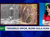 Video: Kalah Harga Dengan Impor, Produksi Petani Gula Tidak Terserap
