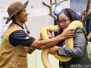 Video: Jelajahi Mini Zoo hingga Zona Reptil di Pet Adventure Expo 2026