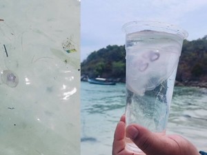 Hati-hati! Ubur-ubur Beracun Muncul di Pantai Phuket