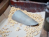 Tok! Kementan-Bapanas Turun Tangan, Harga Kedelai Dikawal Rp12.000/Kg