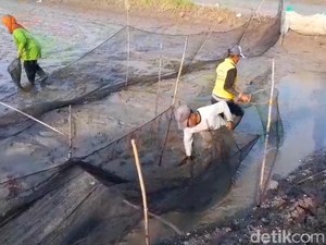 Petani Tambak Lamongan Rugi hingga 50 Persen Usai Dihantam Banjir