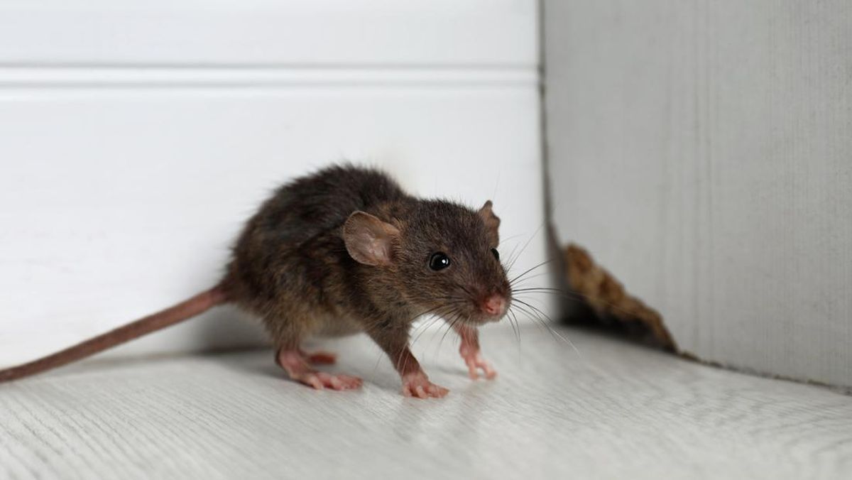 Tak Perlu Racun, Ini 5 Bahan di Rumah yang Bisa Bantu Usir Tikus
