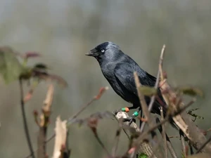 Ternyata Anak Burung Mendengarkan Suara Emaknya agar Tak Dimangsa Predator