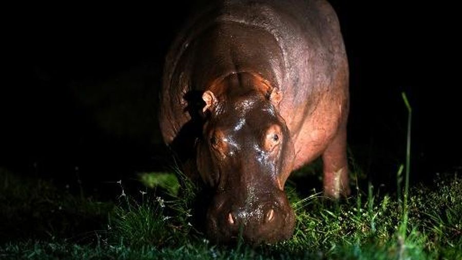 Seekor kuda nil liar  keturunan dari kawanan kecil yang diperkenalkan oleh gembong narkoba Pablo Escobar memakan rumput sambil berkeliaran di dekat rumah-rumah di Doradal, Departemen Antioquia, Kolombia, pada 23 April 2023, dekat taman hiburan Hacienda Napoles, yang dulunya merupakan kebun binatang pribadi Escobar. (Photo by Raul ARBOLEDA / AFP)