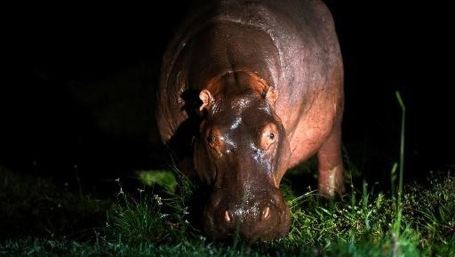 80 Kuda Nil Mau Disuntik Mati Negara, Modalnya Rp 34 Miliar