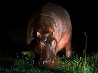 80 Kuda Nil Mau Disuntik Mati Negara, Modalnya Rp 34 Miliar