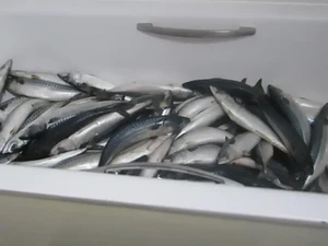 Nekat Olah Ikan Ilegal di Apartemen, Pria Ini Didenda Rp 52 Juta!