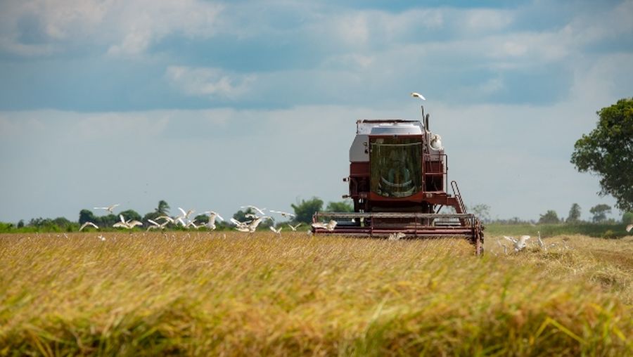 Pertanian di Guyana. (Dok. Ministry of Agriculture Guyana)