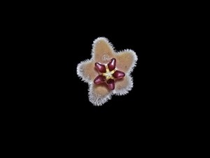 Flora Cantik Hoya Bukitrayaensis Ditemukan di Bumi Kalimantan