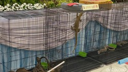 Kasihan! Komodo Diselundupkan dari NTT ke Surabaya Lewat Paralon