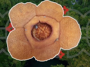 Keindahan Rafflesia harjatii, Flora Endemik Baru di Kalimantan