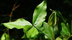 Riset Unair Temukan Daun Apa-apa Berpotensi Cegah Kanker Serviks-Payudara