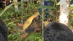 Anak 12 Tahun Ditemukan Tewas di Area Perkebunan OKI, Ada Luka pada Tubuh