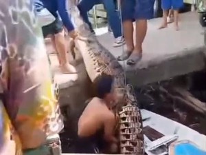 Heboh Buaya 4 Meter Terperangkap Jaring Nelayan di OKI