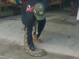 Hendak Berangkat Kerja, Warga Kupang Klaten Kaget Ada Piton 3 Meter di Garasi