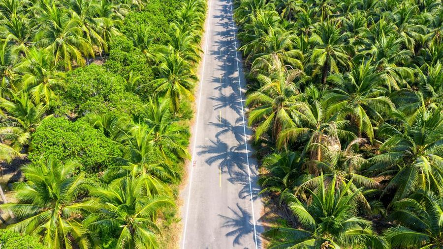 Ilustrasi lahan sawit. (Dok. Freepik)