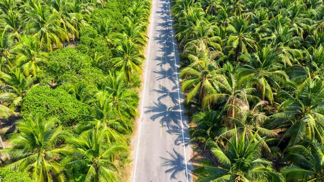 Ini yang Terjadi jika RI Benaran Tutup Pabrik Kelapa Sawit Komersial