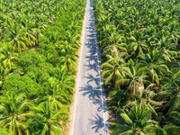 Ilustrasi lahan sawit. (Dok. Freepik)