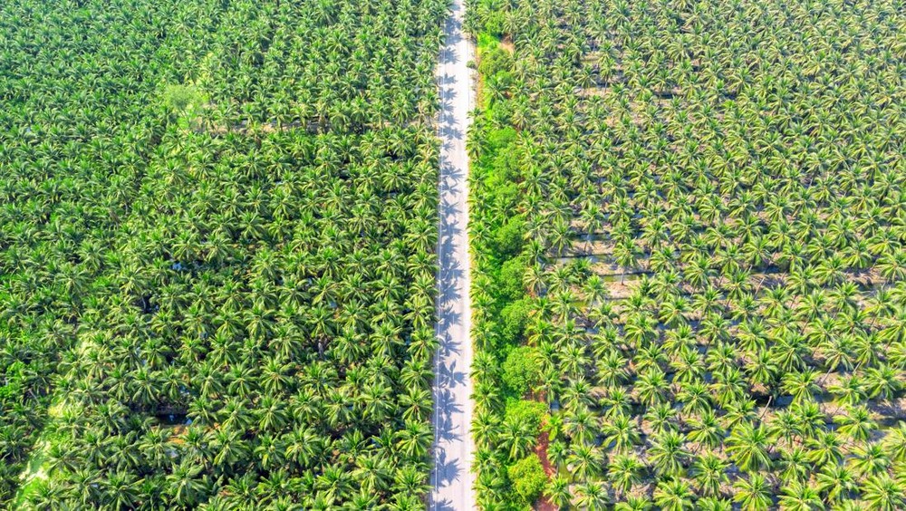 Terkuak! 3 Direktur SGRO Angkat Kaki Usai Dicaplok Raksasa Korea