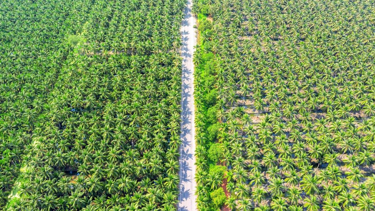 Serangga Ajaib Afrika Dibawa ke Indonesia, 6 Bulan Langsung Cuan