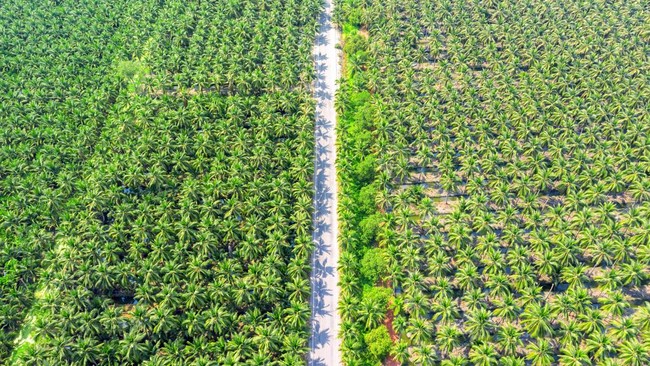 Serangga Ajaib Afrika Dibawa ke Indonesia, 6 Bulan Langsung Cuan