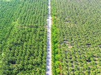 Ilustrasi lahan sawit. (Dok. Freepik)