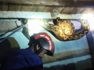 10 Bau Alami yang Bikin Ular Enggan Mendekat ke Rumah