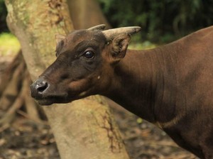 Mengenal Anoa, Hewan Endemik Sulawesi yang Terancam Punah