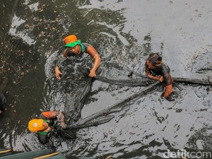 Video: Melihat Aksi Berburu Ikan Sapu-Sapu di Jakarta!