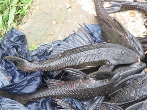 Awal Mula Ikan Sapu-sapu Masuk ke Indonesia, Diduga dari Perdagangan Ikan Hias