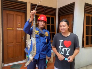 2 Biawak Berantem di Dapur Bikin Kaget Warga Gajahmungkur Semarang