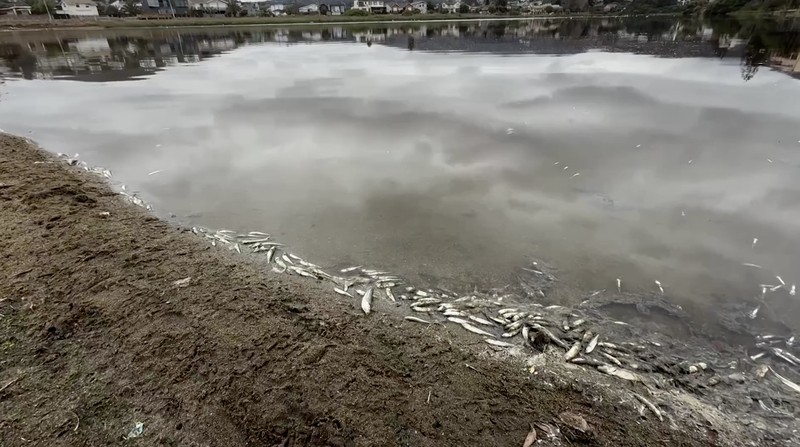 Ribuan ikan mati di Laguna Zapallar, Chili, diduga akibat rendahnya oksigen dan kelebihan nutrisi. (Tangkapan Layar Video Reuters/)