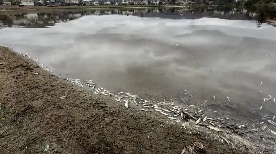 Ribuan ikan mati di Laguna Zapallar, Chili, diduga akibat rendahnya oksigen dan kelebihan nutrisi. (Tangkapan Layar Video Reuters/)
