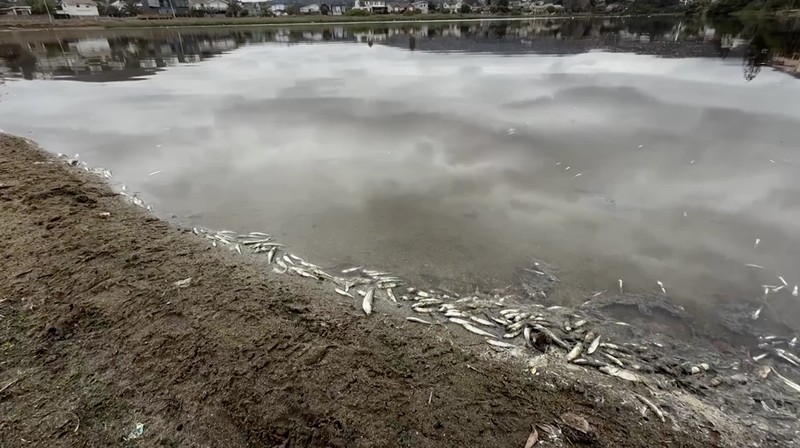 Ribuan ikan mati di Laguna Zapallar, Chili, diduga akibat rendahnya oksigen dan kelebihan nutrisi. (Tangkapan Layar Video Reuters/)