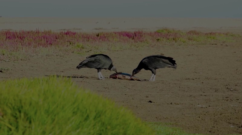 Ribuan ikan mati di Laguna Zapallar, Chili, diduga akibat rendahnya oksigen dan kelebihan nutrisi. (Tangkapan Layar Video Reuters/)