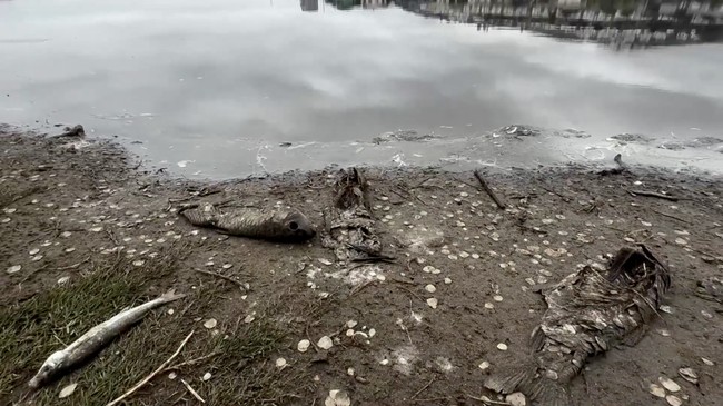 Penampakan Fenomena Ikan Mati Massal Gegerkan Chili, Ada Apa Dunia?