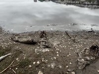 Penampakan Fenomena Ikan Mati Massal Gegerkan Chili, Ada Apa Dunia?