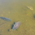 Ribuan ikan mati di Laguna Zapallar, Chili, diduga akibat rendahnya oksigen dan kelebihan nutrisi. (Tangkapan Layar Video Reuters/)