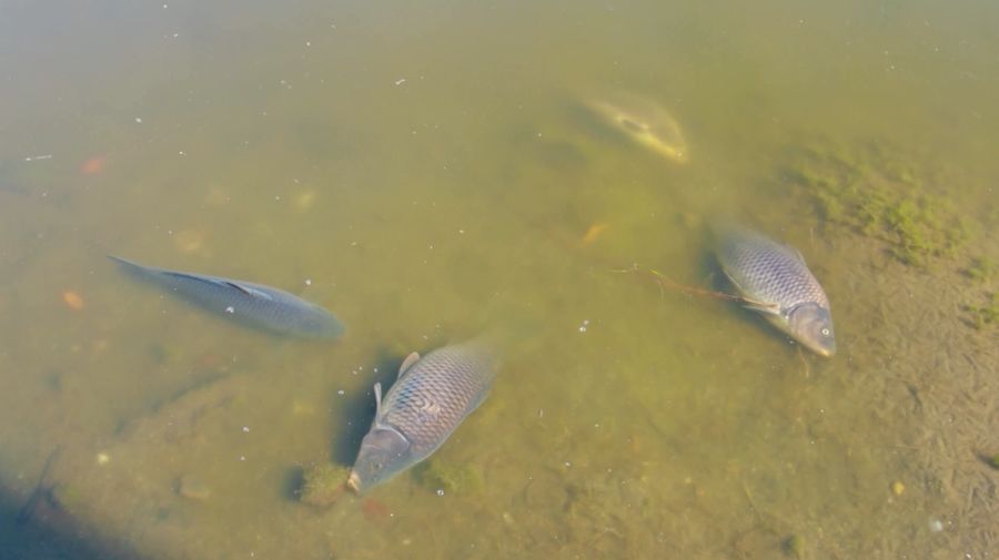 Ribuan ikan mati di Laguna Zapallar, Chili, diduga akibat rendahnya oksigen dan kelebihan nutrisi. (Tangkapan Layar Video Reuters/)