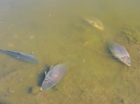 Ribuan ikan mati di Laguna Zapallar, Chili, diduga akibat rendahnya oksigen dan kelebihan nutrisi. (Tangkapan Layar Video Reuters/)