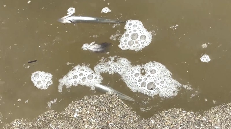 Ribuan ikan mati di Laguna Zapallar, Chili, diduga akibat rendahnya oksigen dan kelebihan nutrisi. (Tangkapan Layar Video Reuters/)