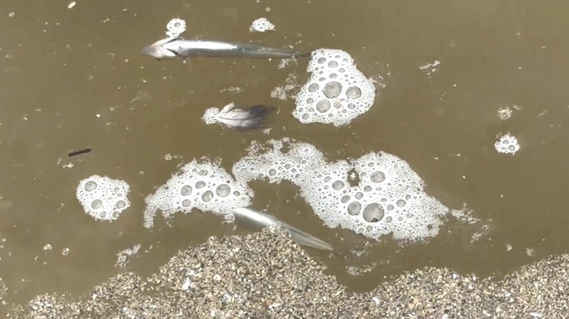 Ribuan ikan mati di Laguna Zapallar, Chili, diduga akibat rendahnya oksigen dan kelebihan nutrisi. (Tangkapan Layar Video Reuters/)