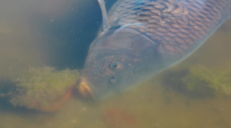 Ribuan ikan mati di Laguna Zapallar, Chili, diduga akibat rendahnya oksigen dan kelebihan nutrisi. (Tangkapan Layar Video Reuters/)