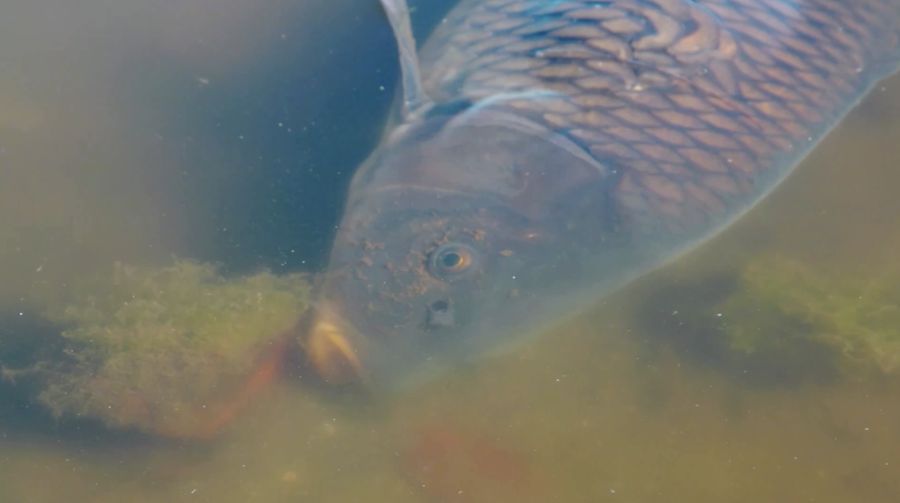 Ribuan ikan mati di Laguna Zapallar, Chili, diduga akibat rendahnya oksigen dan kelebihan nutrisi. (Tangkapan Layar Video Reuters/)